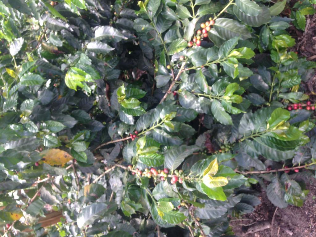הוילה Calarcá Finca El Diamante מראה חיצוני תמונה