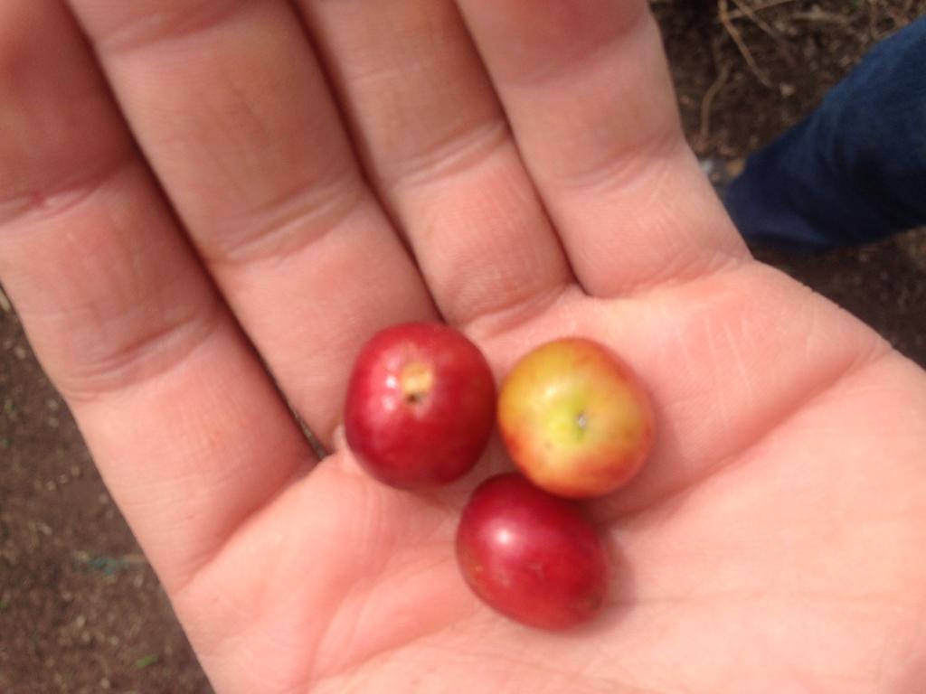 הוילה Calarcá Finca El Diamante מראה חיצוני תמונה