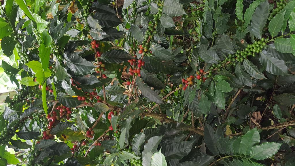 הוילה Calarcá Finca El Diamante מראה חיצוני תמונה