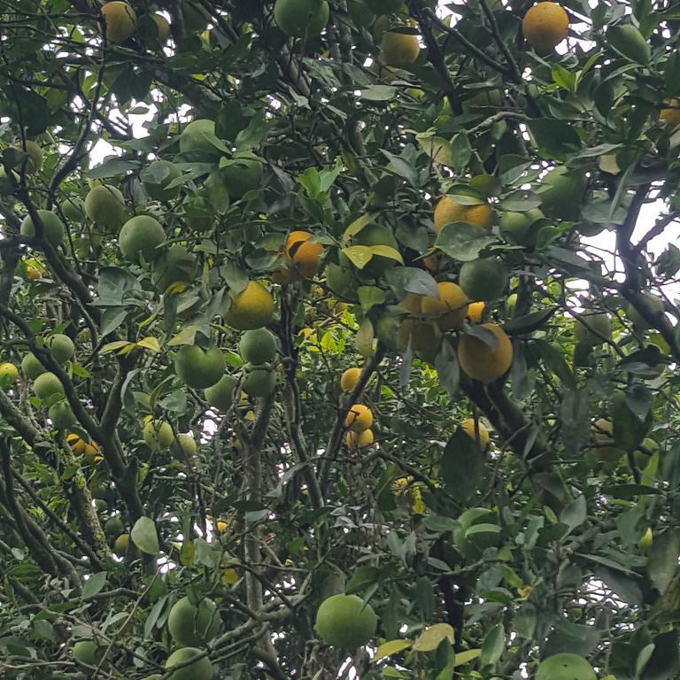 הוילה Calarcá Finca El Diamante מראה חיצוני תמונה