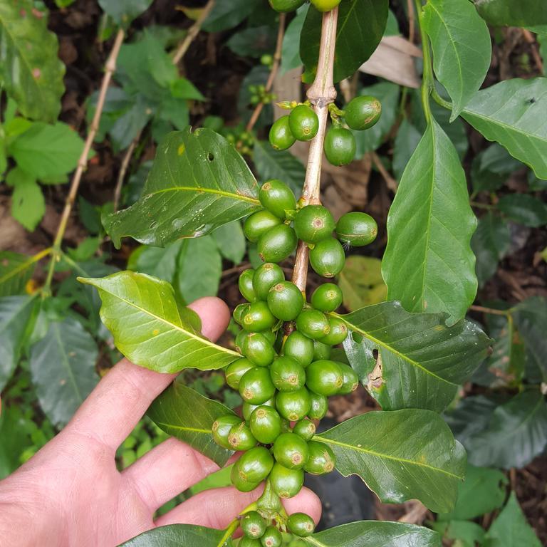 הוילה Calarcá Finca El Diamante מראה חיצוני תמונה